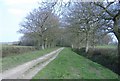 Tree-lined byway