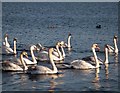 SP1600 : Swans on the Lake March 2007 by Dave Harrington