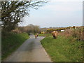 Beware - cows in the road!