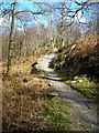 NX8456 : Cycle Trail in Dalbeattie Forest by Iain Thompson