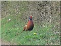 SU3450 : The Common Pheasant (Phasianus colchicus), Hatherden, Hants by Brian Robert Marshall