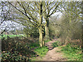 Bridleway, Wrottesley Old Park, Staffordshire