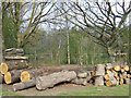 Forestry and Lake, High Park, Staffordshire