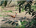 Pheasant, Scott