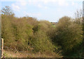 Cutting on disused railway, near Edge Green