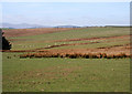 Sheep pasture near Llechrydau