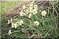 Easter Monday primroses at Covesea.