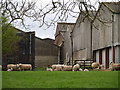 Barns and sheep at Hornby Green Farm.