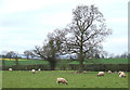 Sheep grazing south of Tuckhill in Shropshire