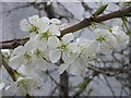 Plum blossom