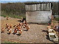 SP8426 : Free Range Chickens by Martin Addison