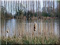 Poplars and rushes