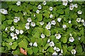 Wood Sorrel (Oxalis acetosella)