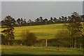 Fields of rape near Bury St Edmunds