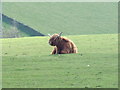 NY8163 : Highland cow on Moralee Fell by 27th Newcastle Scouts