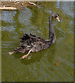 Black Swan on the River Churnet