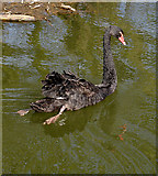 SK1039 : Black Swan on the River Churnet by Linda Bailey