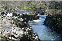 SN2641 : Cenarth Falls, River Teifi by Roger Whittleston