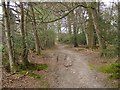 Path on the edge of Park Ground Inclosure, Clay Hill, New Forest