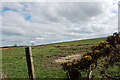 Gorse and farmland near Greenfield