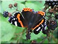 TL8080 : Red Admiral butterfly on bramble by Andy Potter