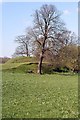 Duneight Motte & Bailey