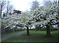 Cherry trees in full blossom.