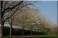 Spring cherries, Belmont Park, Belfast