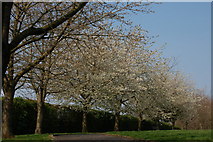 J3875 : Spring cherries, Belmont Park, Belfast by Albert Bridge