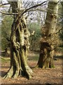 Beech and oak in open woodland, Bisterne Close, New Forest