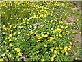 Carpet of lesser celandines