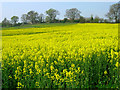 Up the Hill to Flackley Ash Farmhouse