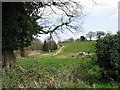 View across farmland from Salhouse Road