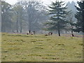TR0641 : Deer at Deer Park by Adam Hincks