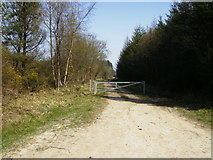 SE9587 : Forestry track in Wykeham Forest on West Ayton Moor by Phil Catterall