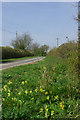 Cowslips by the lane