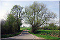 TL6116 : Willows by Rands Road by Robin Webster