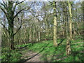 Woodland bordering M1