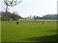 Paddock at Pested Farm