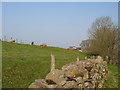 Sheep graze close to West Farm