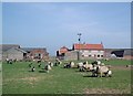 Lambing time at West Worsall