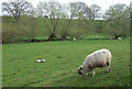 SO8484 : Grazing, near The Hyde, Staffordshire by Roger  D Kidd