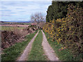 Gorse edged track near Balmashanner