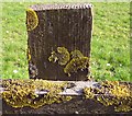 Lichen on the fence