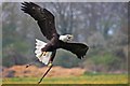 SU3045 : Bald Eagle, Hawk Conservancy, Andover. by Simon Barnes