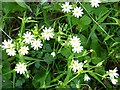 Greater stitchwort (Stellaria holostea)