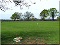 Grazing, Wooton, Shropshire