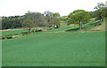 Grazing Land and Hillside, Morfe Valley, Shropshire