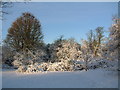 Trees on a snowy Norton Common