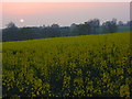 Oil-seed rape, Chute Forest